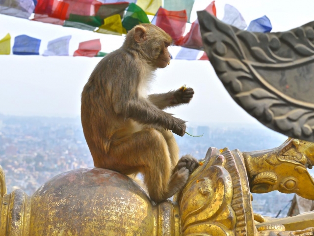 Nepal - Bild 10